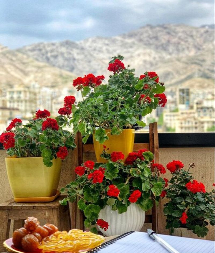 مهراوه شریفینیا