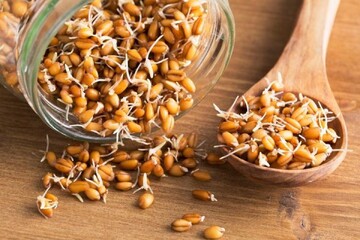 خواص شگفتانگیز جوانههای لوبیا برای تقویت استخوانها و سیستم ایمنی بدن!