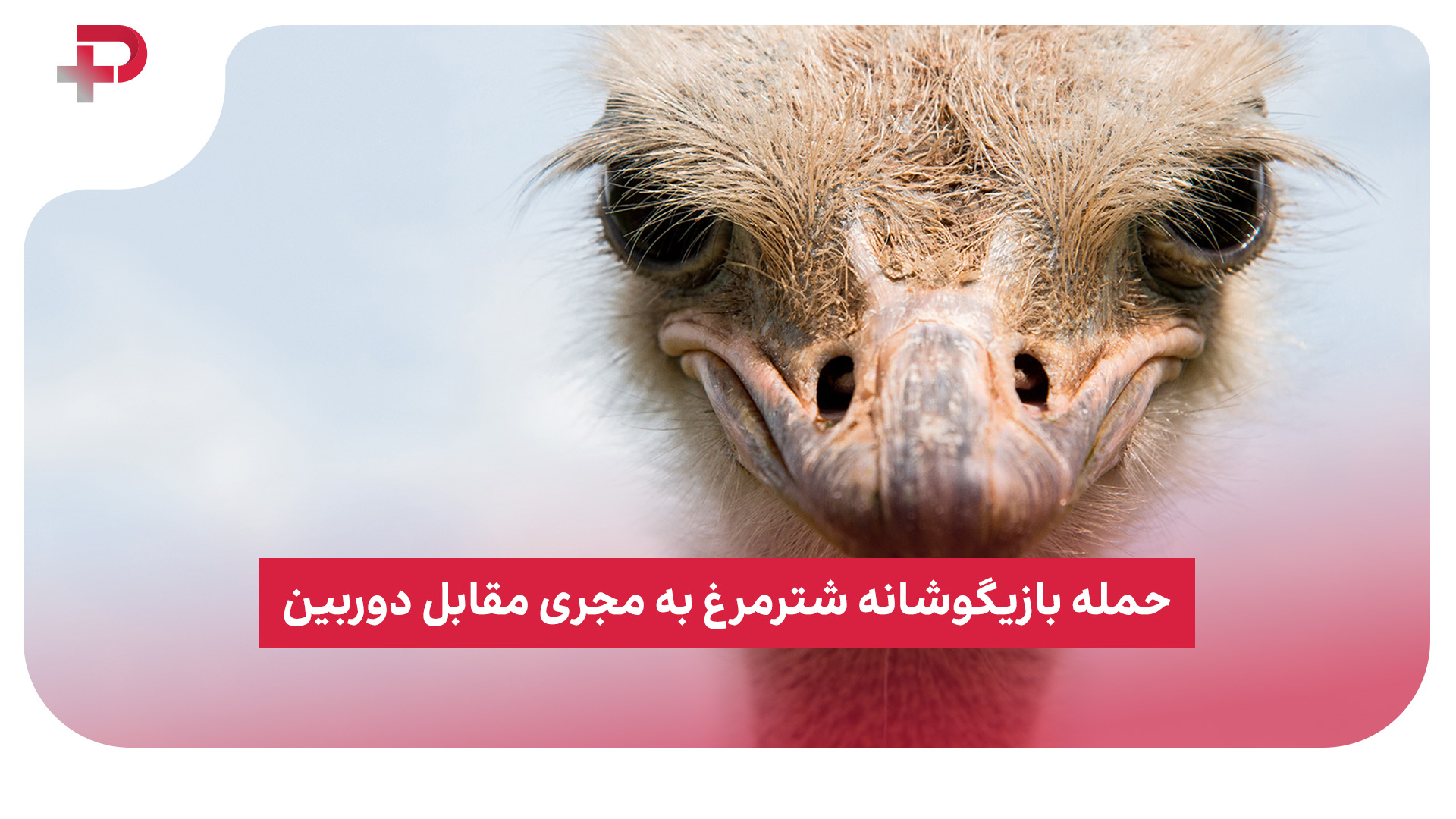 حمله شترمرغ