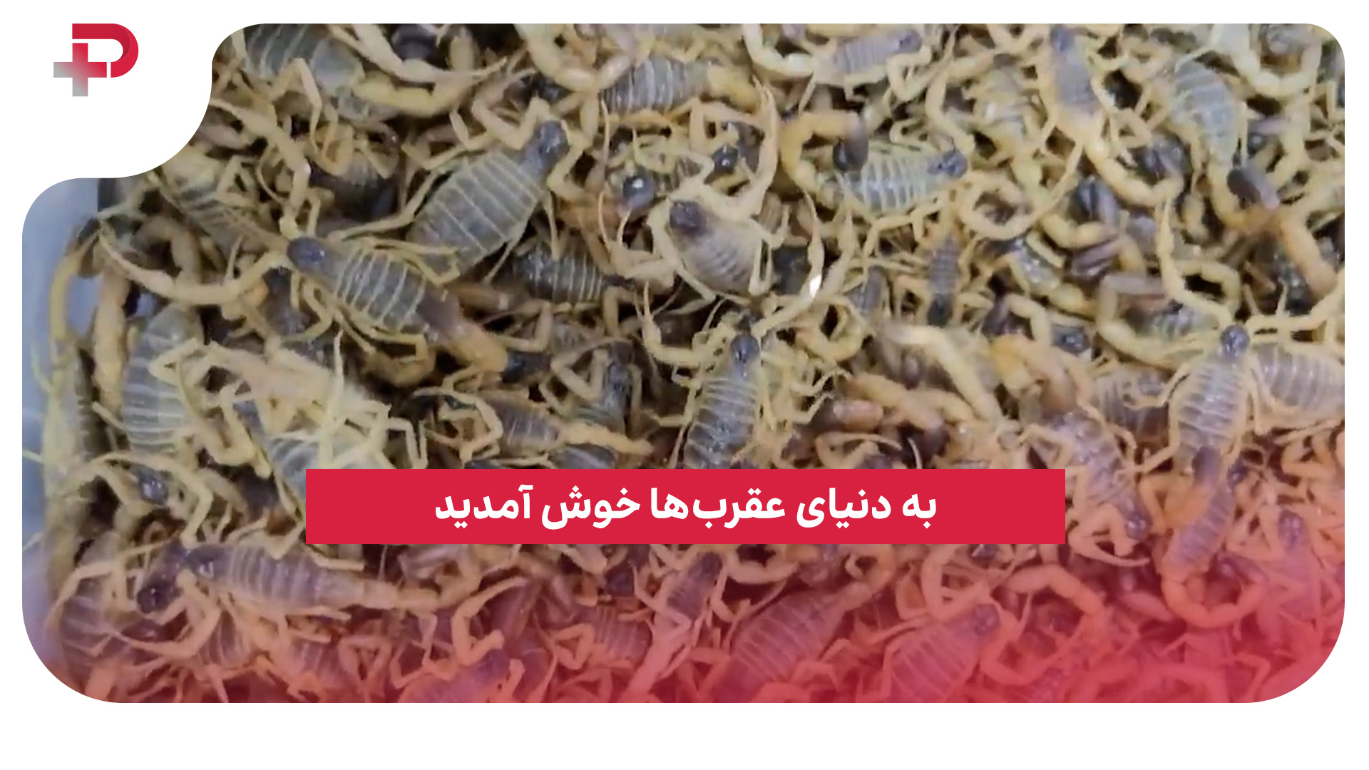عقرب