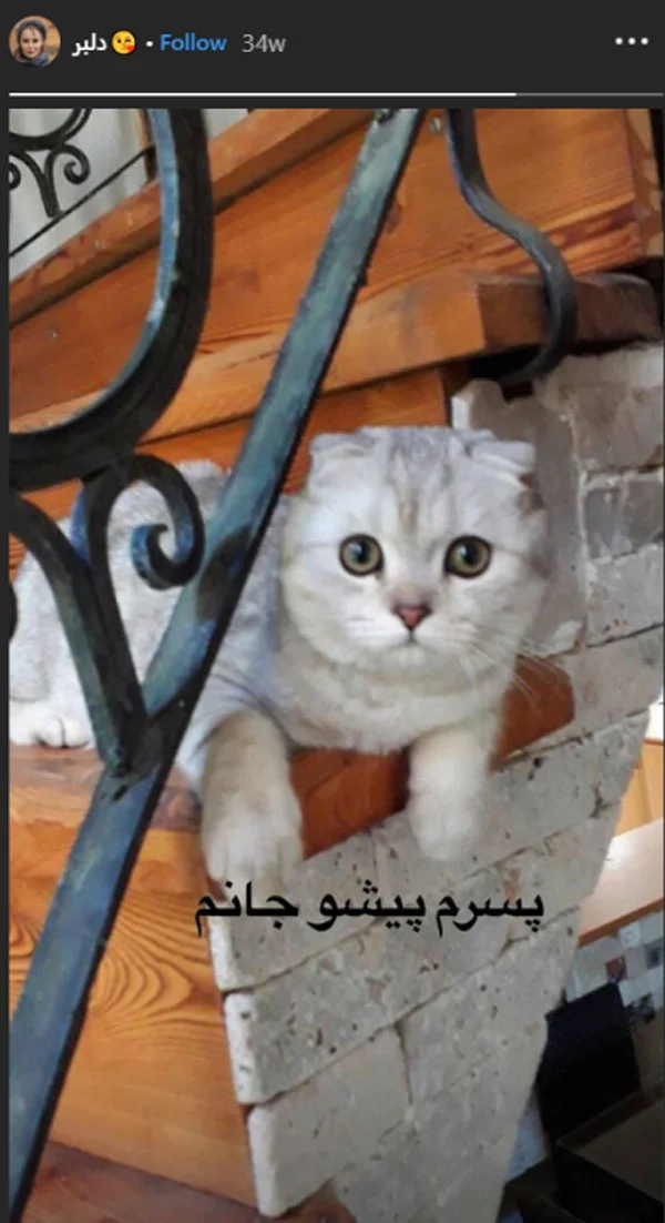 گربه آرام جعفری