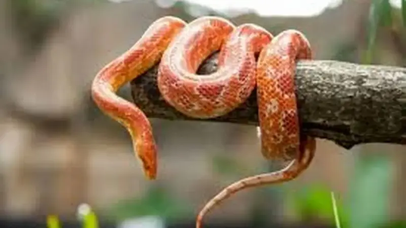چگونه مارها با هورمون گرسنگی، یک سال بدون غذا زنده میمانند؟