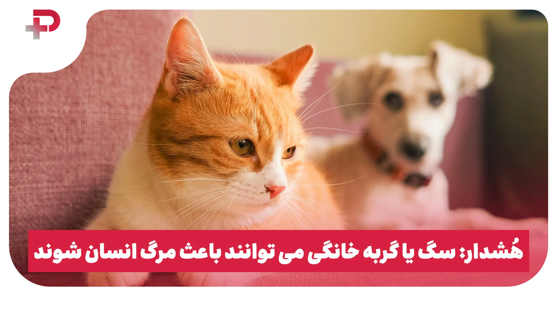 هُشدار: سگ یا گربه خانگی می توانند باعث مرگ انسان شوند - تصویر شاخص
