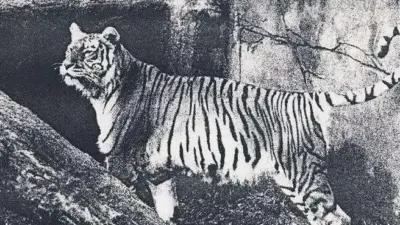سفری شگفت‌انگیز به 120 سال پیش؛ آنا خانم در کنار ببر مازندران واقعی! - تصویر شاخص