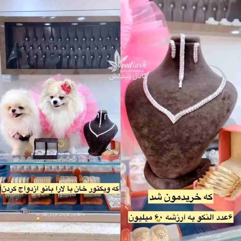 سگ